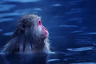 snow monkey