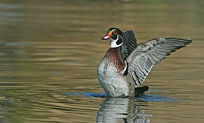 As Gaudy as a Drake Wood Duck 