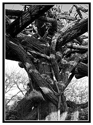 Sculptural trunk....