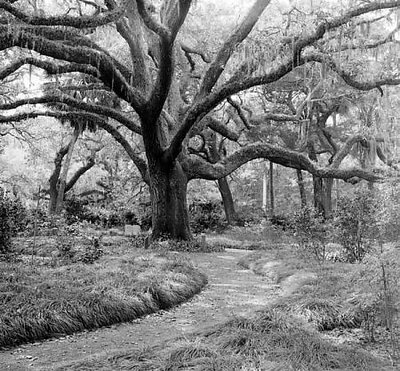 Live Oak - Near St. Augustine, FL