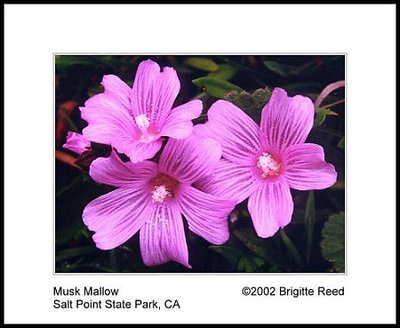 Musk Mallow - Salt Point State Park, CA