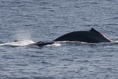 whale and her baby