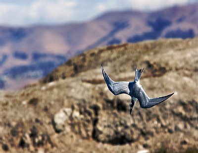 Diving Forster's Tern