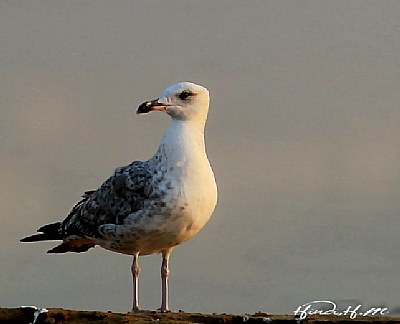 Bird of the seagull