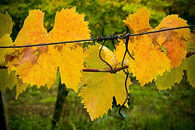 Yellow october