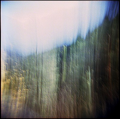 in the forest over strecno