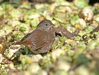 Fox Sparrow