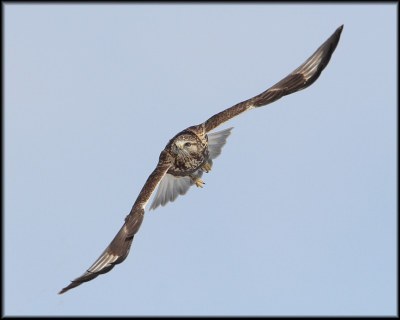 Rough-legged Hawk (alternate crop)