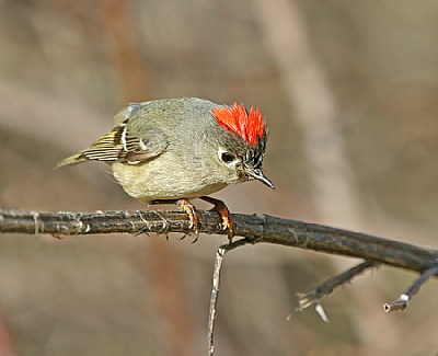 Ruby-crowned Kinglet
