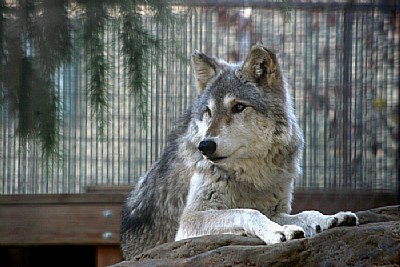 wolf at Folsom Zoo