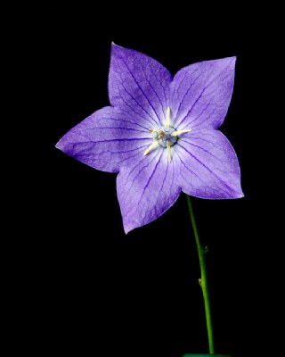 Flor Azul IV