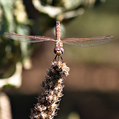 Landing