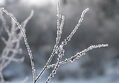 Frosty Twigs