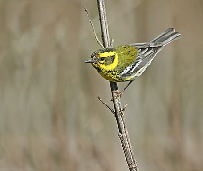 Townsend's Warbler