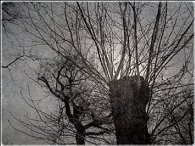 the witch tree