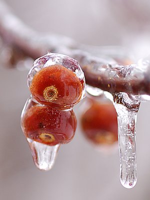 Frozen Crabapples