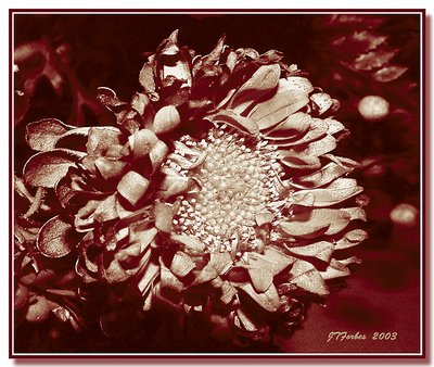 Flower In Sepia