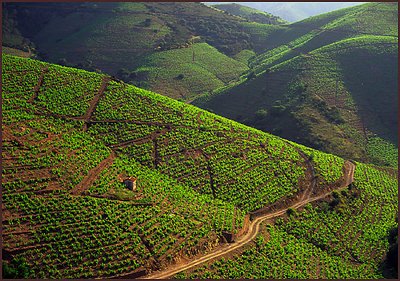 Banyuls Vineyards