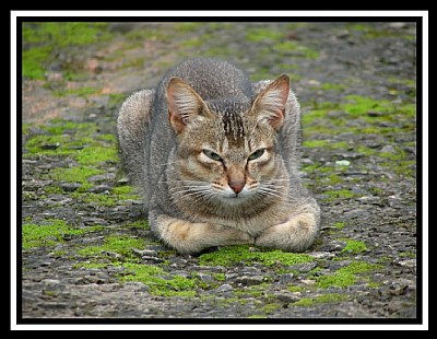 Crouching cat...