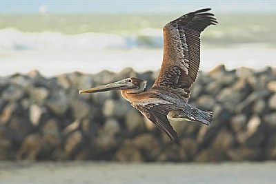 Brown Pelican