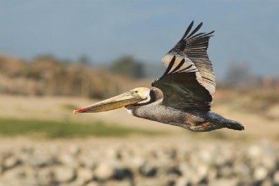 Brown Pelican