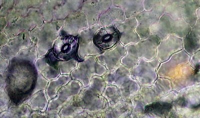 stomata