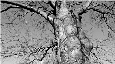 the body tree