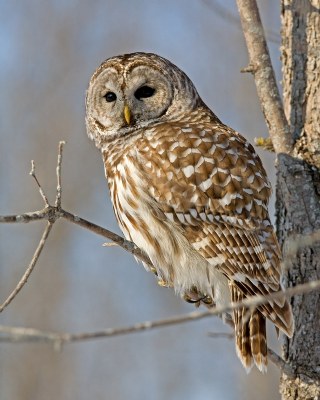 Barred Owl