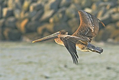 Brown Pelican