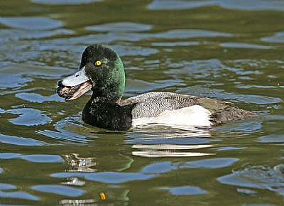 Scaup with Prize