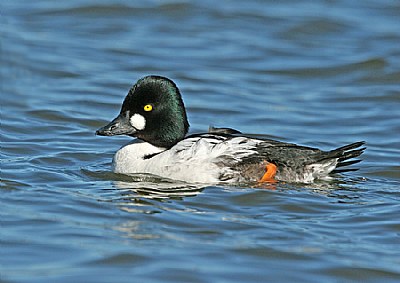 Common Golden Eye