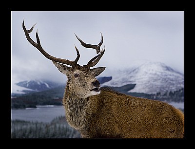 Stag