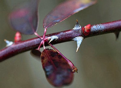 thorns