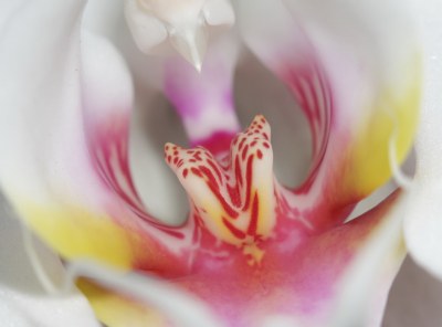 Orchidee