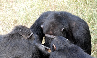 Meeting of the minds