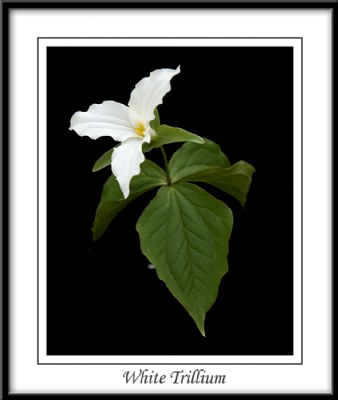 white trillium