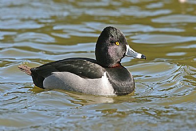 Ring- necked Duck