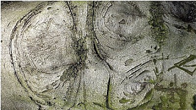tree-bodyscape