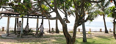Coconut pluckers at beach - Sri Lanka