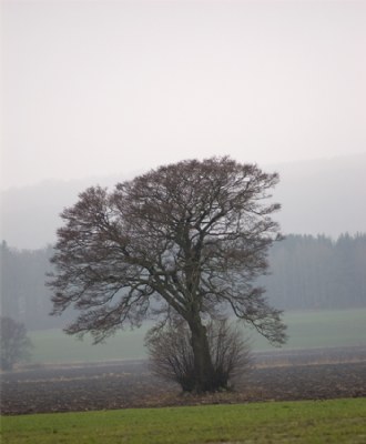 Solitare