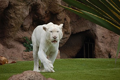 Tiger Albino