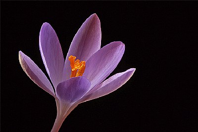 first crocus 08