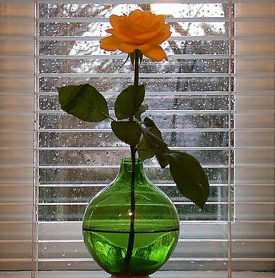 Rose in green vase (and raining outside..)