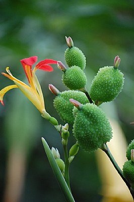 Green Flower