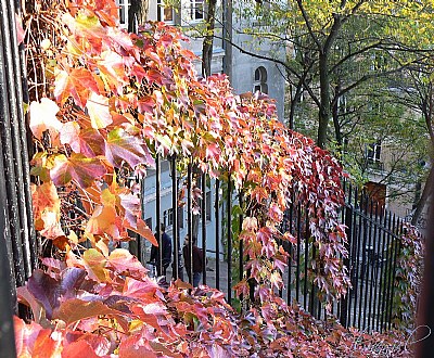 autumn in paris