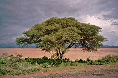 Dramatic Tree