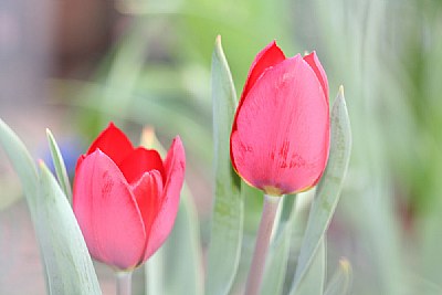 Tulips