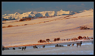 Elk on Eastern Slopes