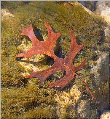 Oak leaf in a cold water