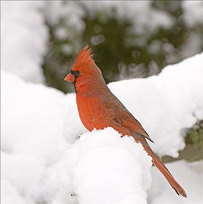 Cardinal